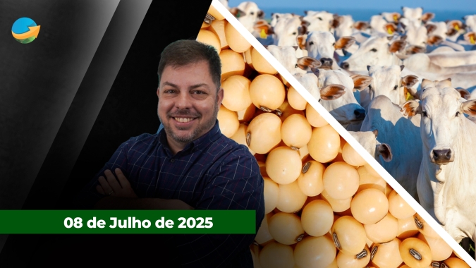 Soja pressionada em Chicago enquanto prêmios firmes no Brasil dão oportunidade de vendas; boi segue pressionado, mas cenário já começa a mudar