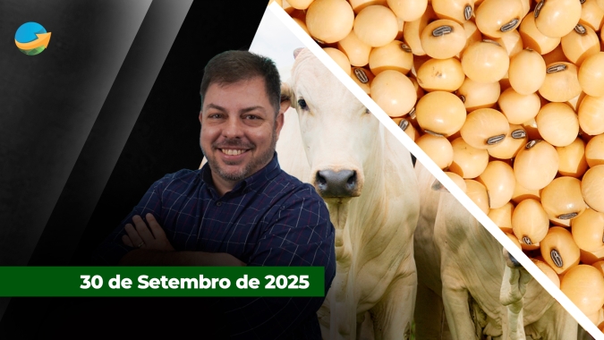 Boi gordo tem dia de queda em SP com maior oferta de animais; Em dia de relatório de estoques do USDA , soja cede em Chicago