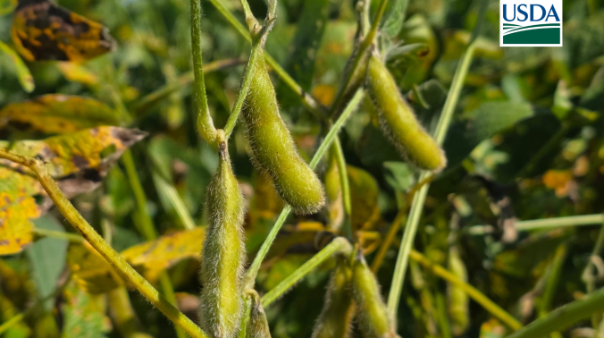 Soja USDA