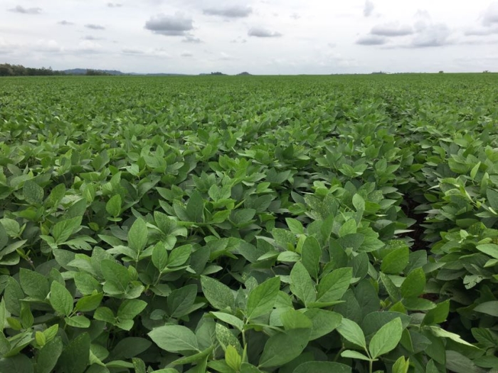 Lavouras de soja em Darcinópolis (TO). Envio do engenheiro agrônomo Marcílio Marangoni