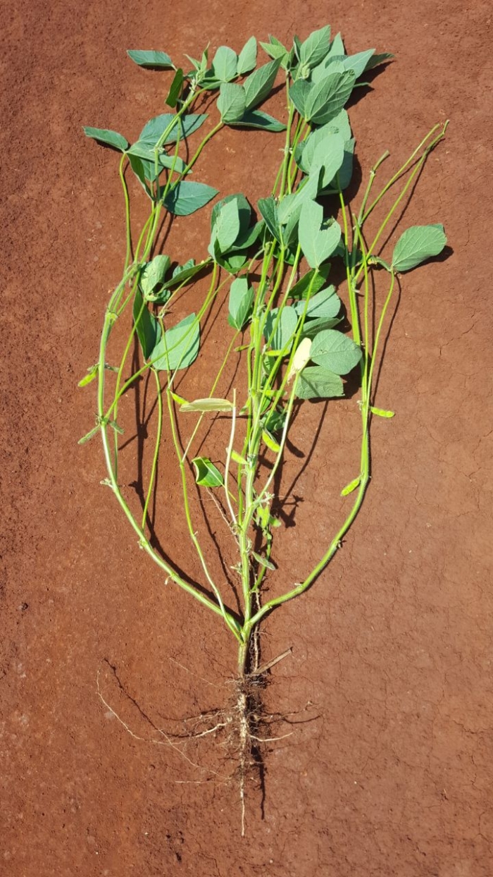Lavoura de soja em Mbaracayú, Paraguai. Envio do produtor rural Fábio Rogério Graeff.