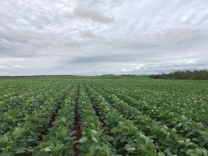 Lavouras de soja em Darcinópolis (TO). Envio do engenheiro agrônomo Marcílio Marangoni