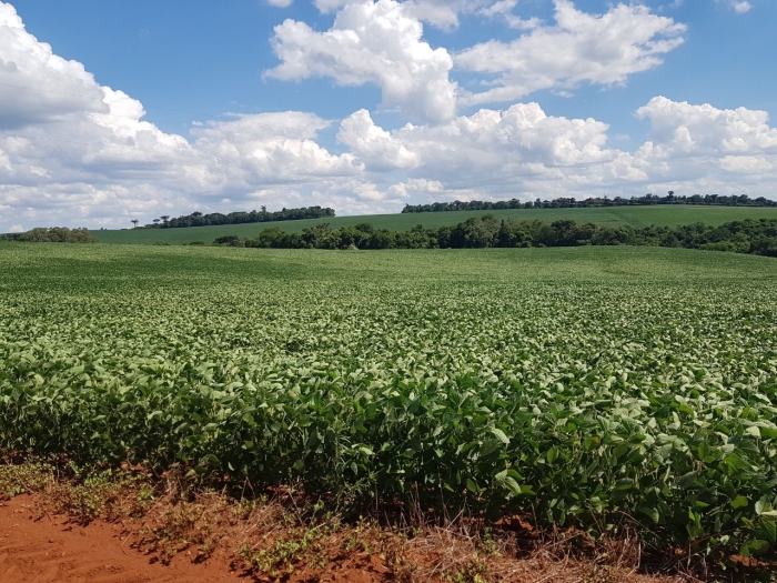 lavoura de soja em victor graeff