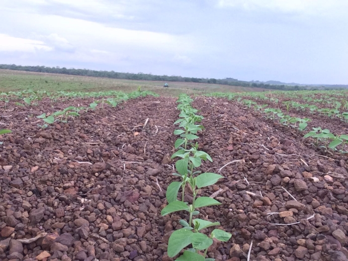 Lavouras de soja em Darcinópolis (TO). Envio do engenheiro agrônomo Marcílio Marangoni
