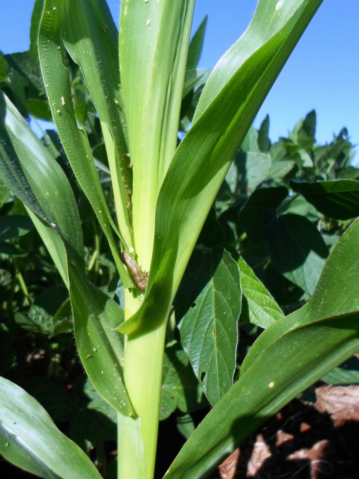 Milho Valdir Fries 1