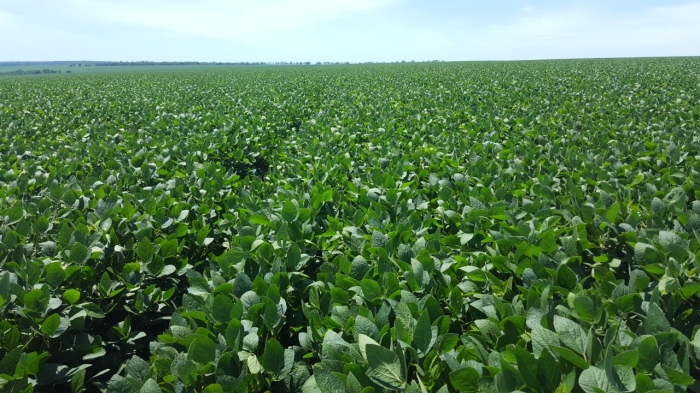 Lavoura de soja em Mbaracayú, Paraguai. Envio do produtor rural Fábio Rogério Graeff.
