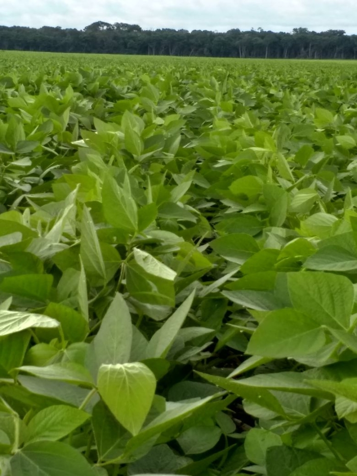 Monitoramento das lavouras de soja em Diamantino (MT). Envio de Altemar Kroling
