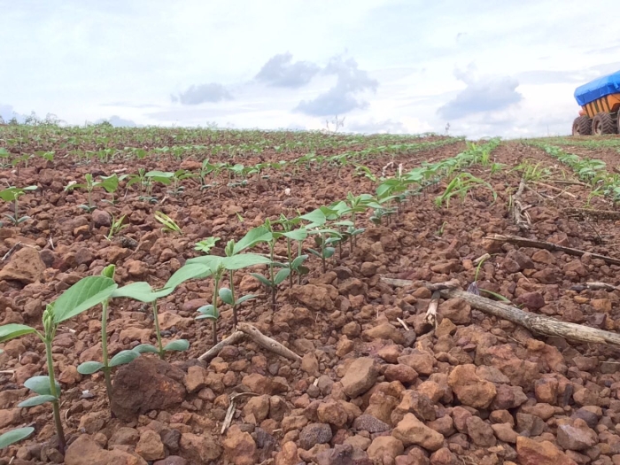 Lavouras de soja em Darcinópolis (TO). Envio do engenheiro agrônomo Marcílio Marangoni