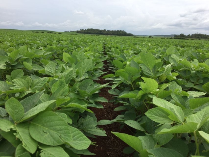 Lavouras de soja em Darcinópolis (TO). Envio do engenheiro agrônomo Marcílio Marangoni