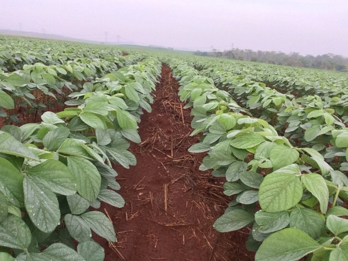 Lavouras de soja em Darcinópolis (TO). Envio do engenheiro agrônomo Marcílio Marangoni