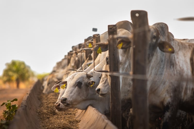Boi Gordo destaque | Foto: Secretária da Agricultura de SP