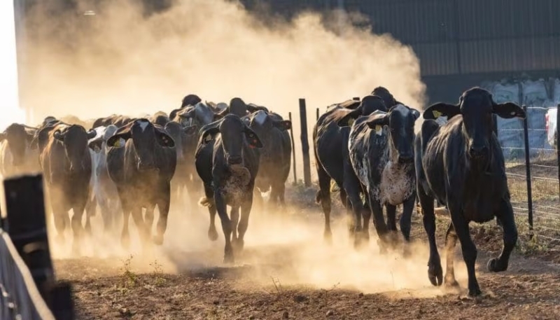 Animais Girolando na chegada em Botswana