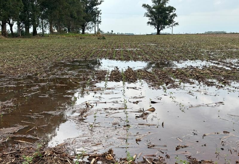 aprosoja ms chuva soja 3