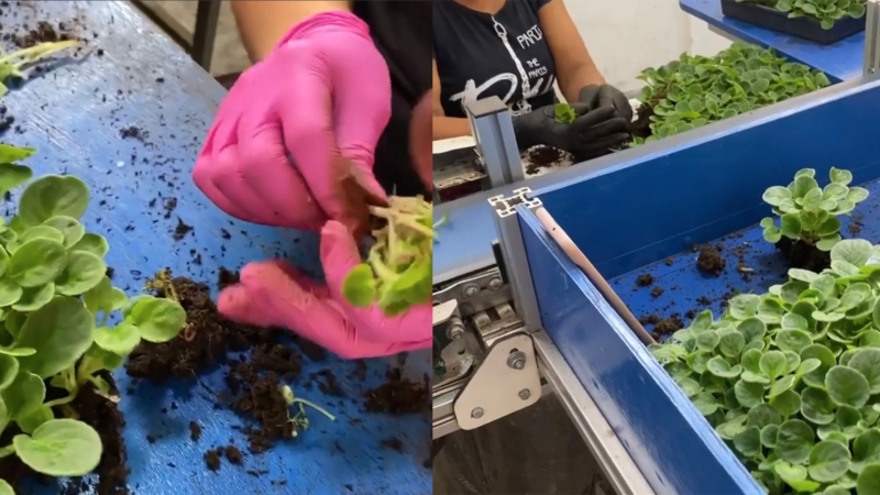 automação na produção de flores