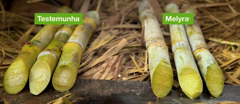 BASF fungicida Melyra cana (1) (1)