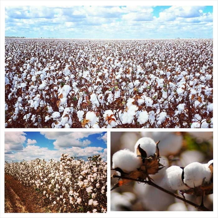 Colheita Algodao RR - 01