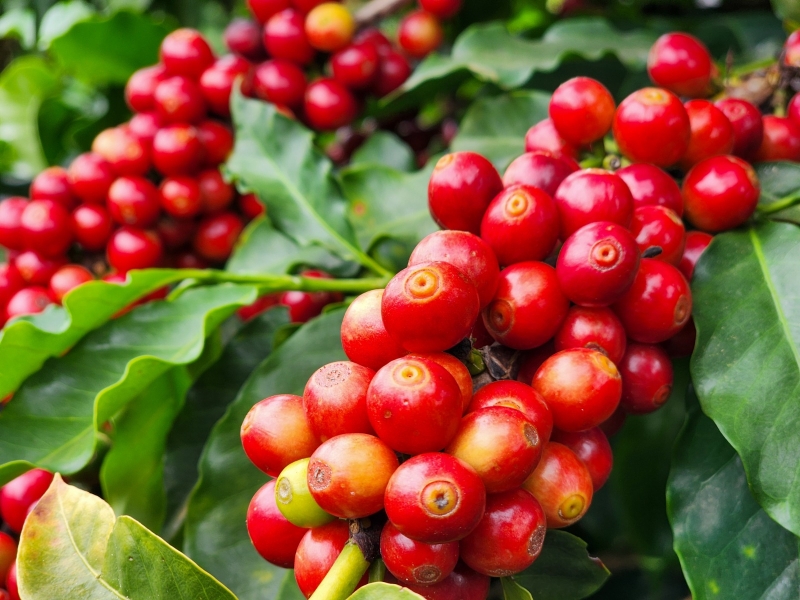 Foto: Diego Vargas/Seapa