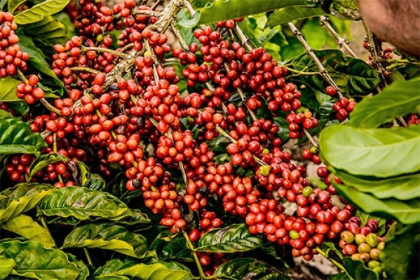 café arábica 1