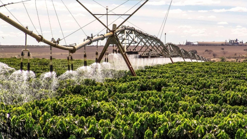 café irrigação