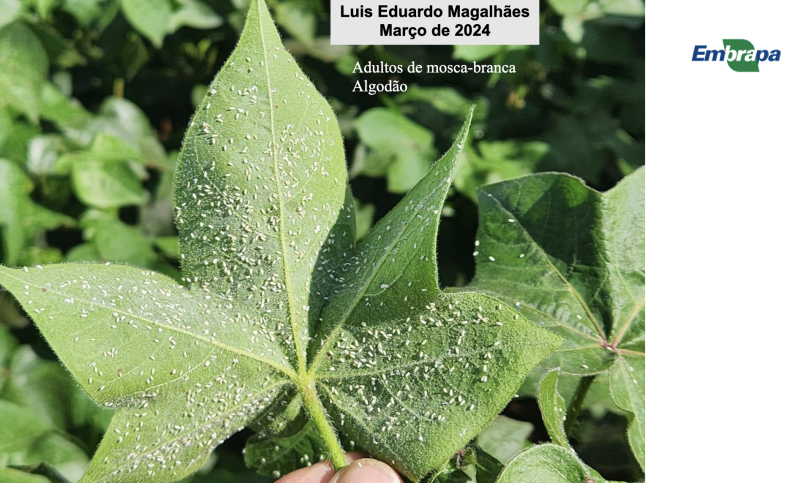 Captura de Tela 2026-01-20 às 09.09.02