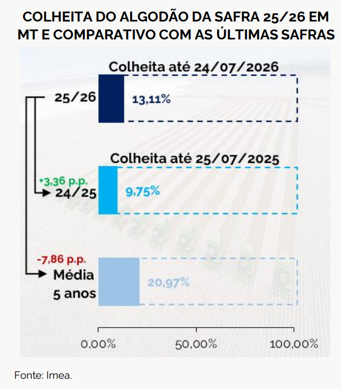 colheita algodão mt