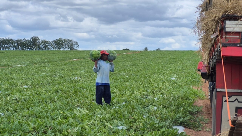 Colheita da melancia