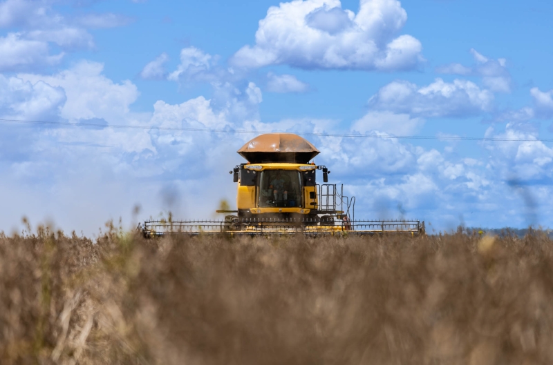 Colheita de soja