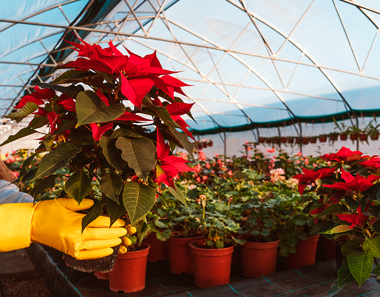 como-cultivar-flor-do-Natal2