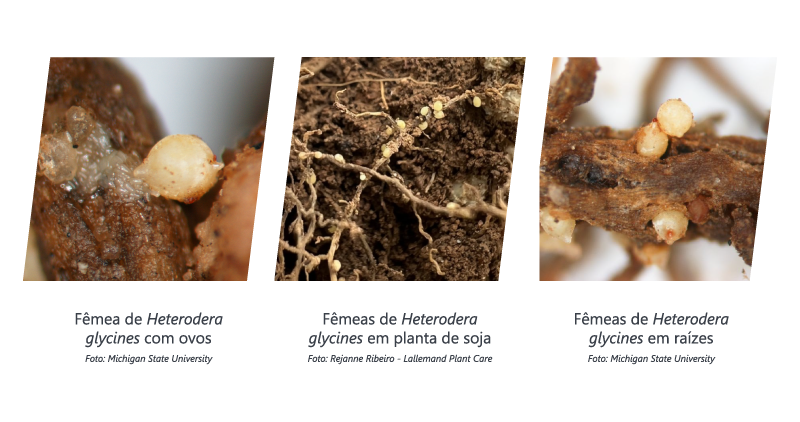 FOTO 01 - Danos Nematoides