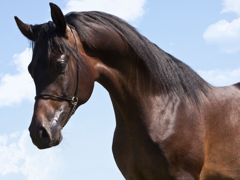 Foto 2 - Puro Sangue Inglês (PSI)