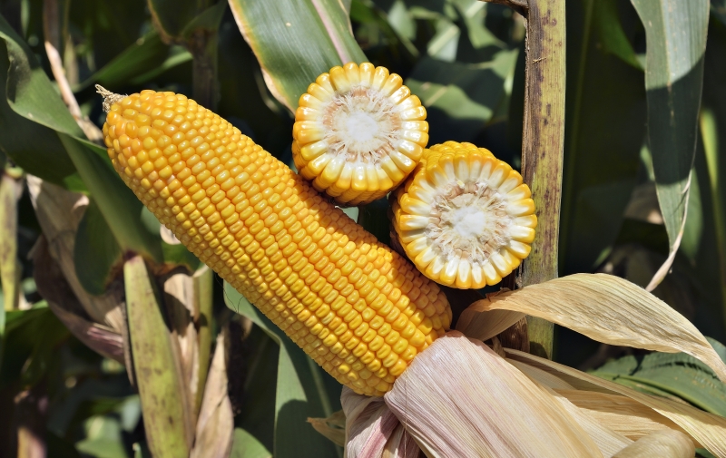 FS695 (4) - oficial campanha