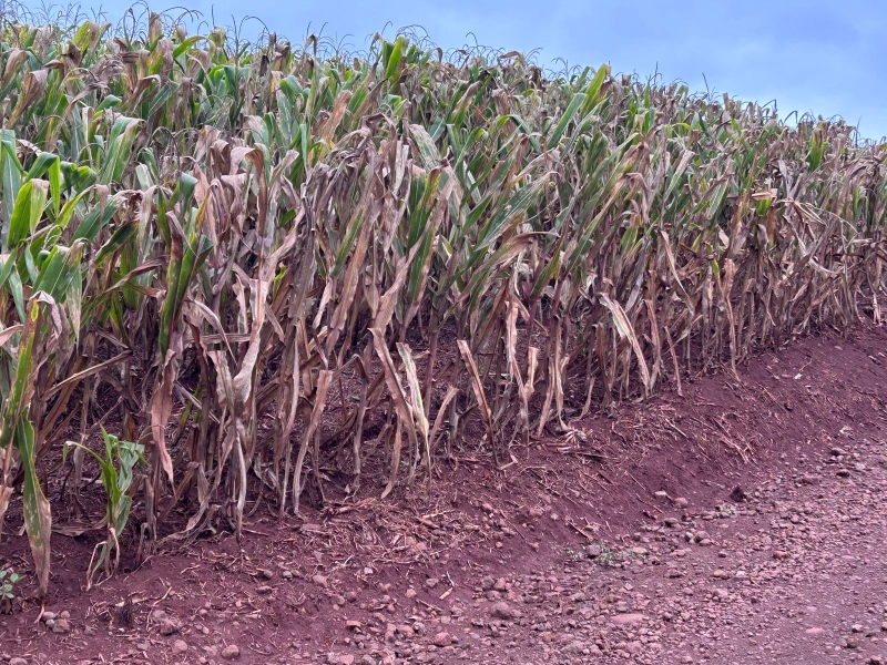 Ildefonso Ausec - Produtor Rural