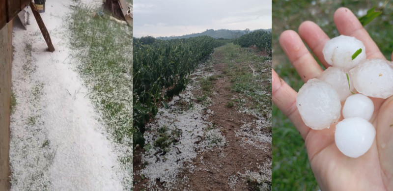 Lavoura em Campo do Meio-MG