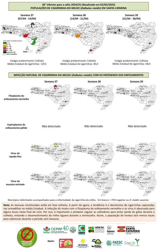 Monitora-Milho-SC-36°-INFORME-safra-2024.25-650x1024