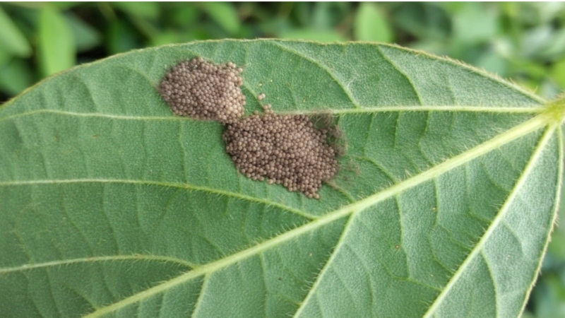 ovos percevejo-Marrom