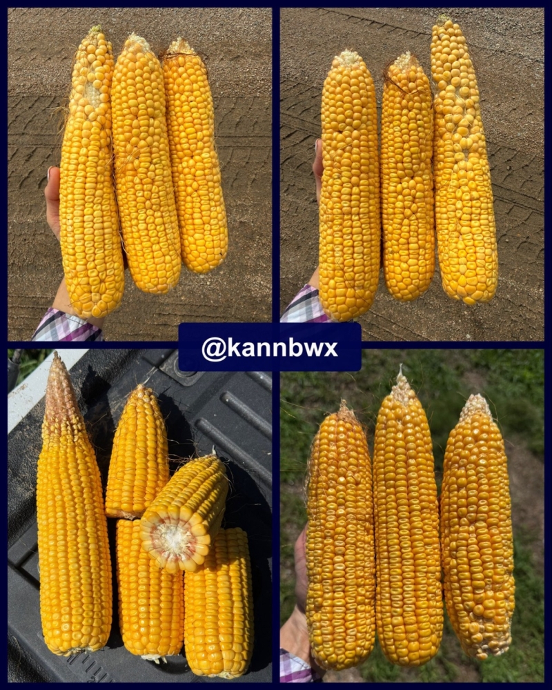 PF 2026 - Milho Nebraska (1)