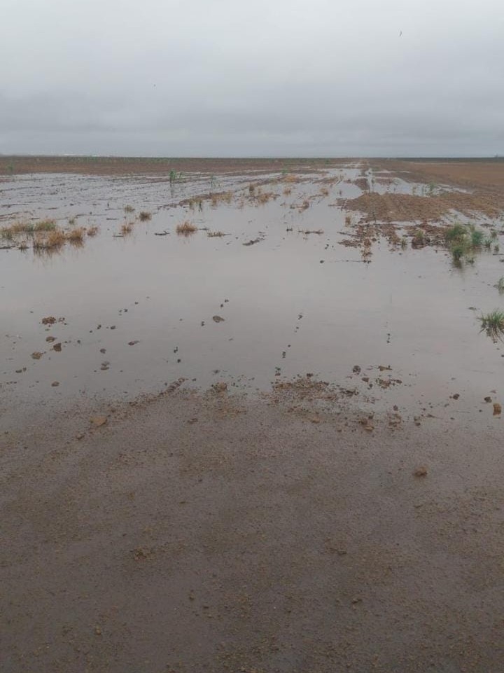 plantação de algodão mato grosso