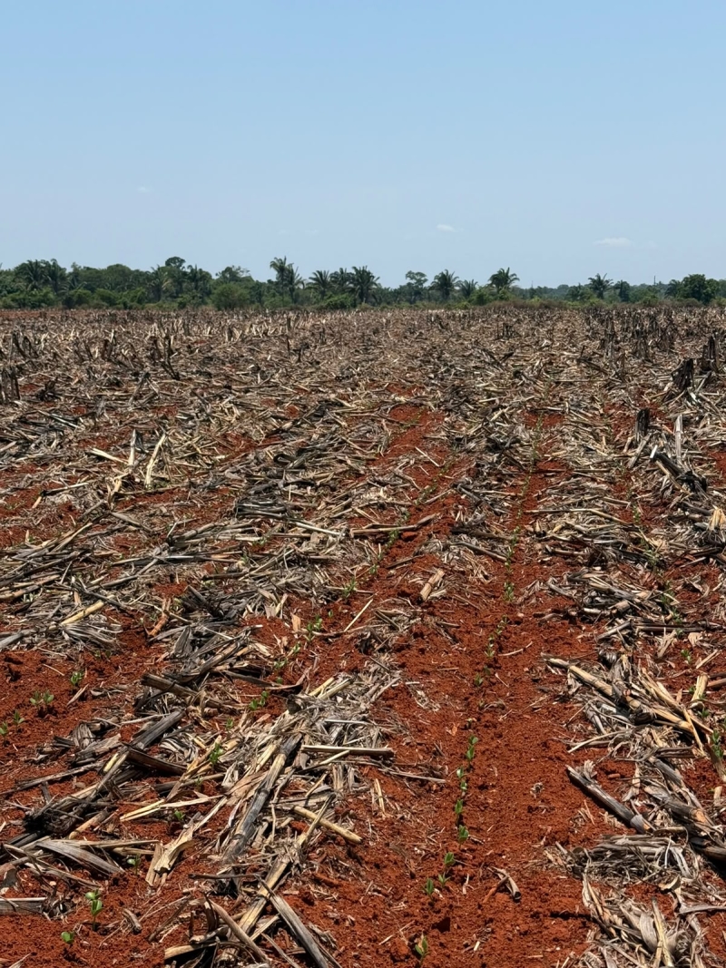 Plantio em Confresa-MT - Outubro 2026 (1)