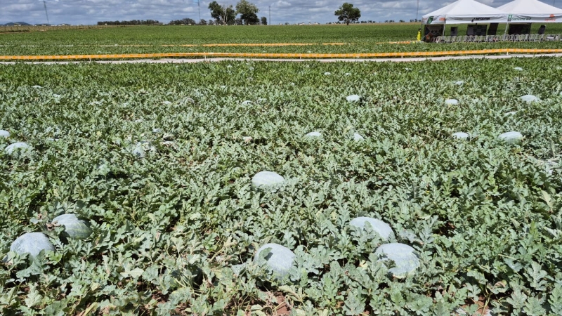 Produção de melancia