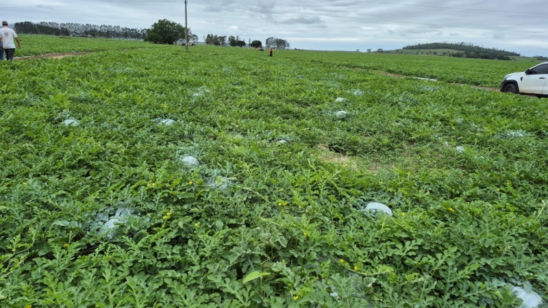 produção de melancia Teixeira de Freitas (1)