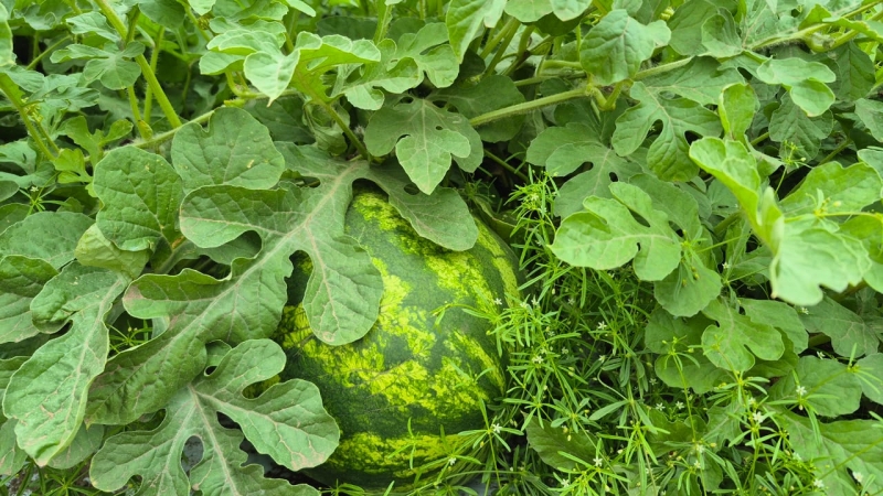 produção de melancia Teixeira de Freitas (2)