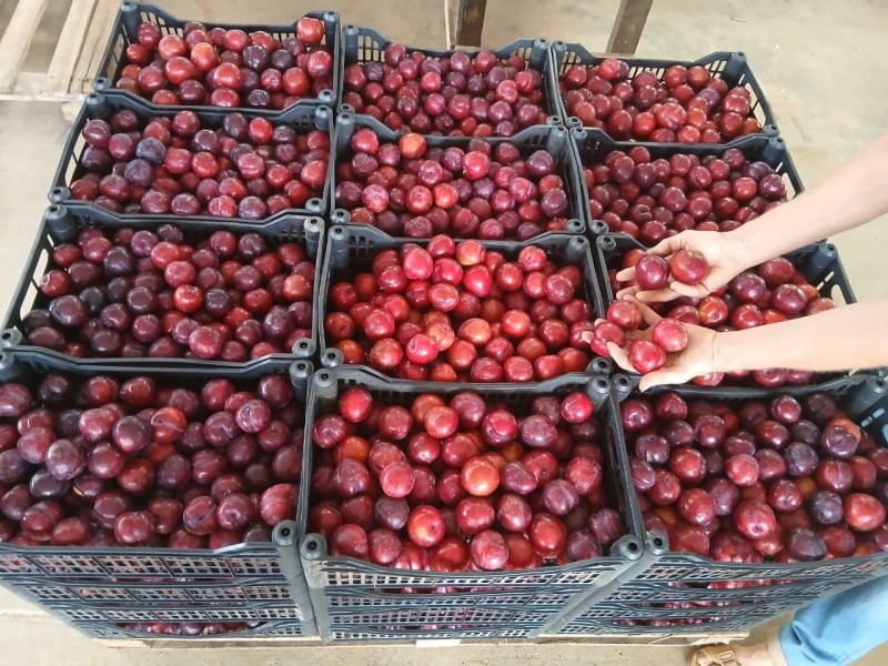 produção Tiago - Campos dos Vertentes MG (4)