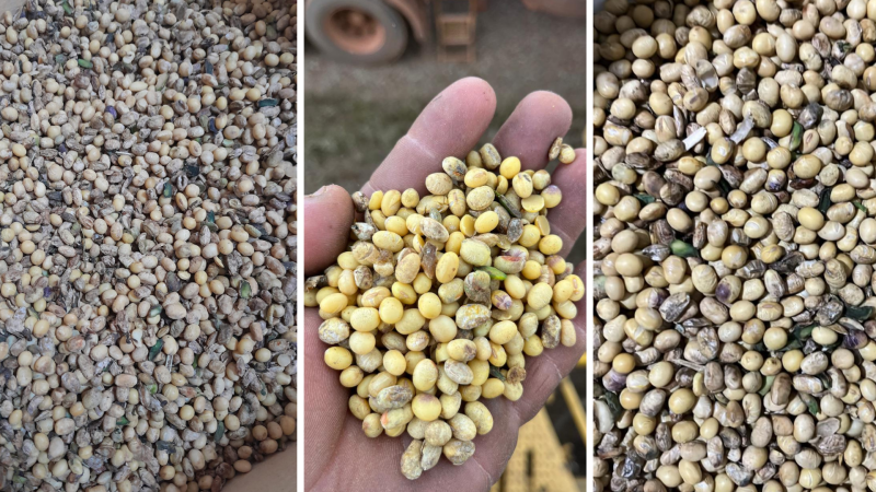 Soja 25-26 Avariada - Destacão