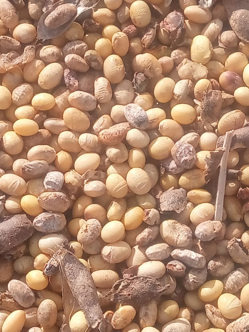 Soja Avariada - MT - Fevereiro  (1)