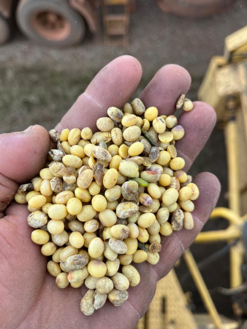 Soja Avariada - MT - Fevereiro  (5)