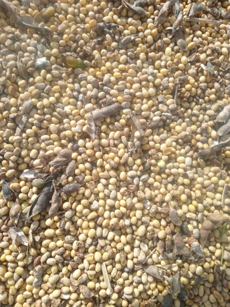 Soja Avariada - MT - Fevereiro  (6)