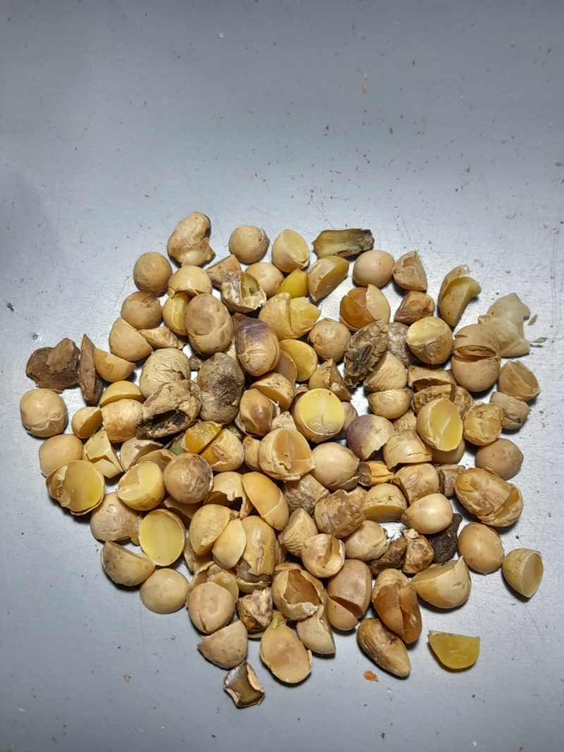 Soja Avariada - MT - Fevereiro  (8)