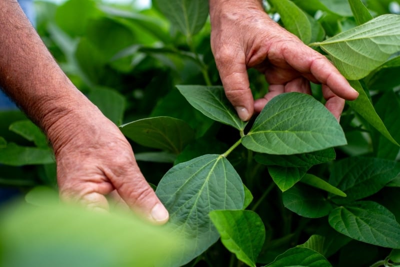 Soja MT - Clima e Mercado Aprosoja