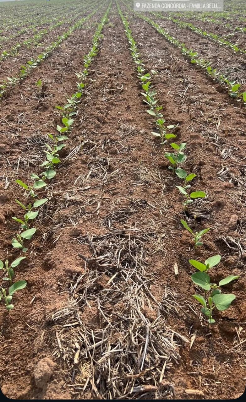 Soja recém germinada em Nova Ubiratã 2