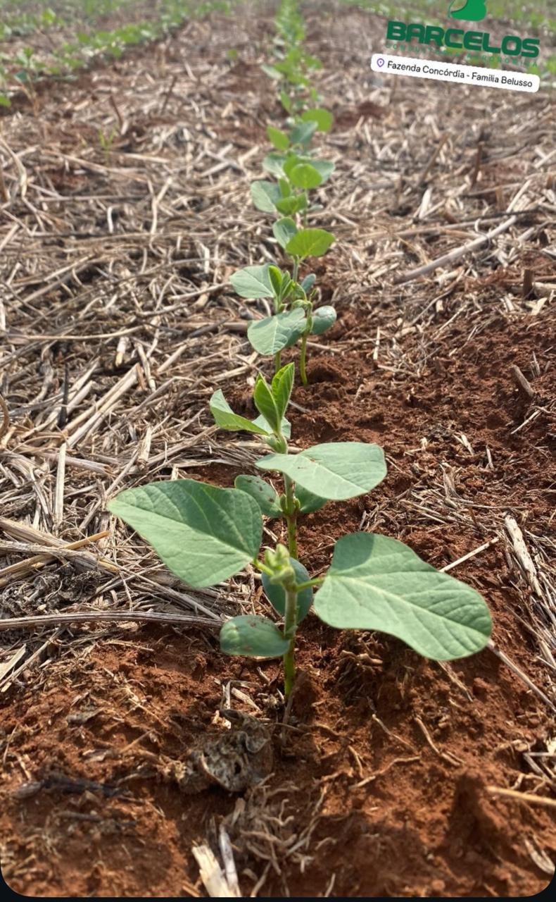 Soja recém germinada em Nova Ubiratã